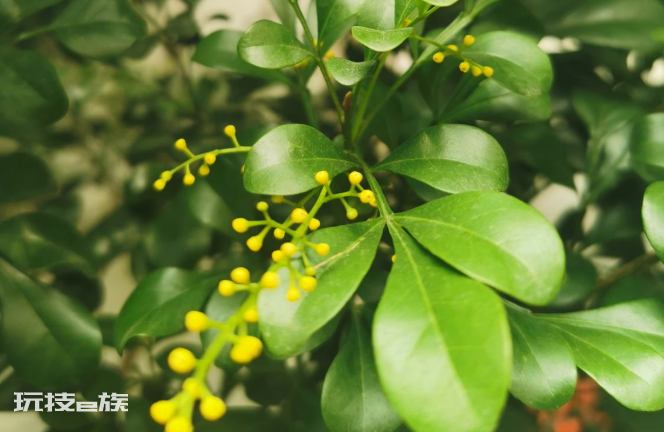 什么花香好闻又清香(室内这7种花香味好闻还好养)-图片5
